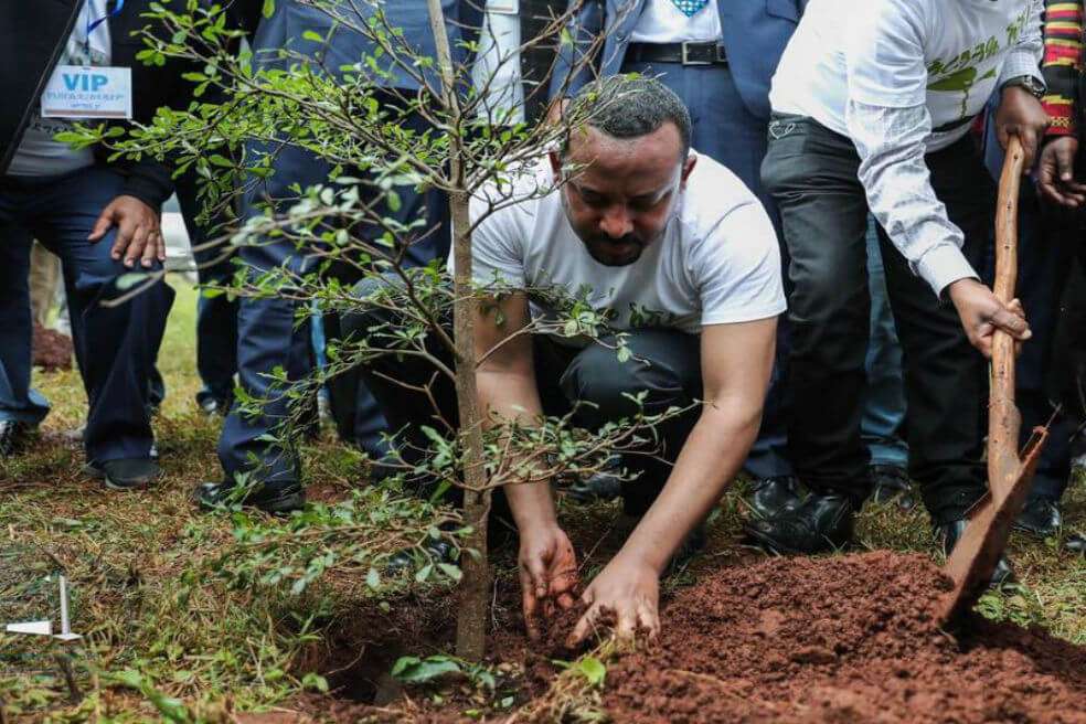 El primer ministro Abiy Ahmed planta un árbol de los 350 millones plantados en el curso de 12 horas en ese país. / Oficina del Primer Ministro de Etiopía