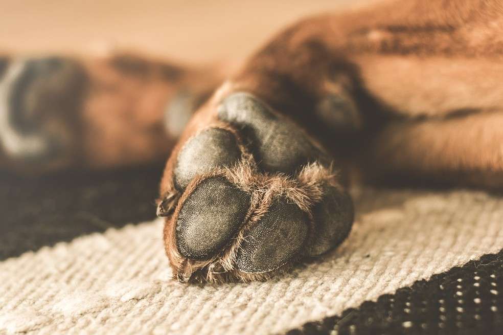 Conoce cómo cuidar esta parte tan importante del cuerpo de tu perro.