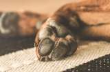 ¿Ya vacunó a su mascota contra la rabia? Hay 4,6 millones de dosis gratuitas