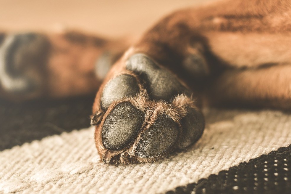 Conoce cómo cuidar esta parte tan importante del cuerpo de tu perro.