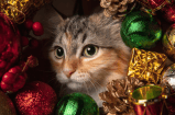 Este es el mejor lugar para poner el árbol de Navidad en la casa si tiene gatos