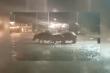Cuatro hipopótamos deambularon por las calles de Puerto Triunfo, Antioquia