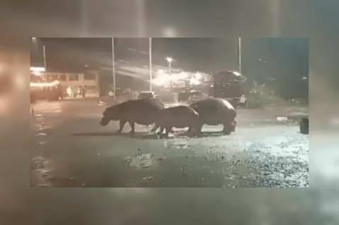 Cuatro hipopótamos deambularon por las calles de Puerto Triunfo, Antioquia
