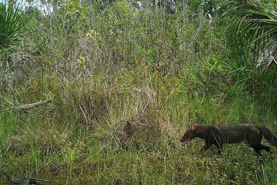 Perro de monte / Foto tomada del Servicio Nacional de Áreas Naturales Protegidas por el Estado (SERNANP)