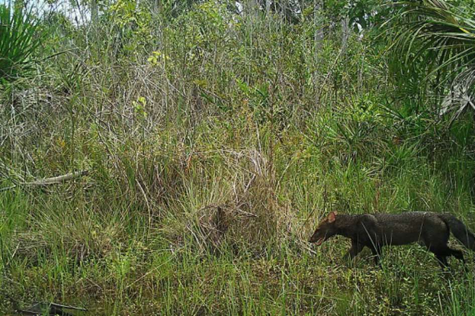 Perro de monte / Foto tomada del Servicio Nacional de Áreas Naturales Protegidas por el Estado (SERNANP)