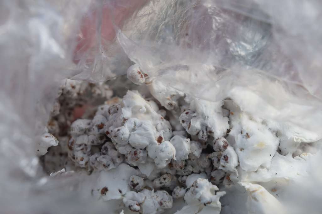 En esta imagen se puede apreciar cómo el micelio (blanco) colonizó un puñado de semillas de millo. Es posible realizar el proceso de expansión del micelio en casa.