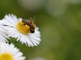 COP16: ¿Por qué la biodiversidad está tan conectada con nuestra salud?