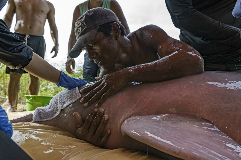 El equipo de WWF y líderes locales atrapan un delfin rosado para su marcaje en Colombia. / Jaime Rojo - WWF