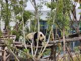 El santuario de los osos panda en China: ¿cómo llegar y cuánto cuesta?