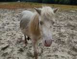 Addie, el caballo bebé que fue rechazado por su madre al nacer