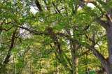 Joven niega bajarse de un árbol hasta que detengan la tala en un colegio