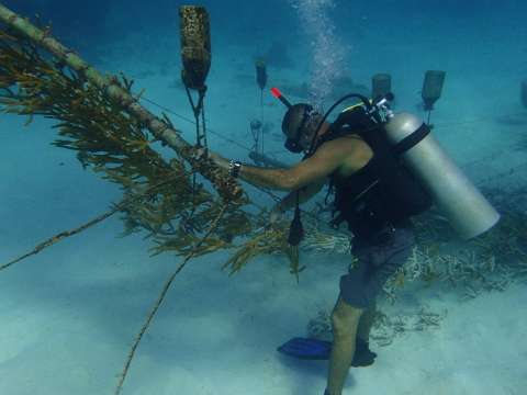 Realizan trasplante de coral en Providencia y Santa Catalina
