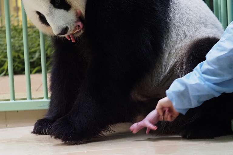 Panda
