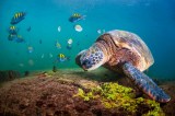 El área protegida que es casi tres veces Medellín para proteger tortugas marinas