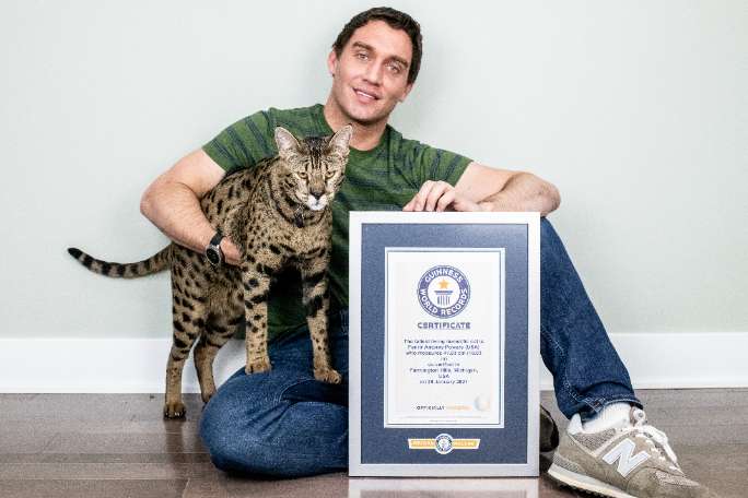 Datos curiosos sobre Fenrir, el gato más alto del mundo vivo | Guinness World Records