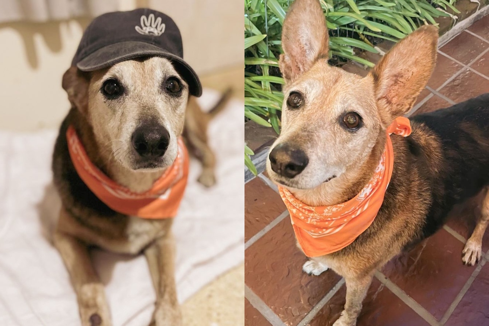 Pipo es un perro adulto de 7 años. Es tamaño mediano (25 kg). Está castrado, vacunado y desparasitado.