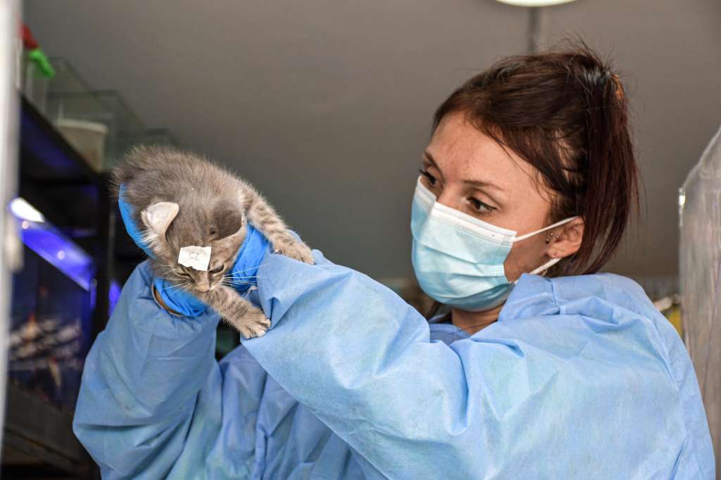 Venta de animales en la Avenida Caracas: un negocio bajo la lupa y la crítica