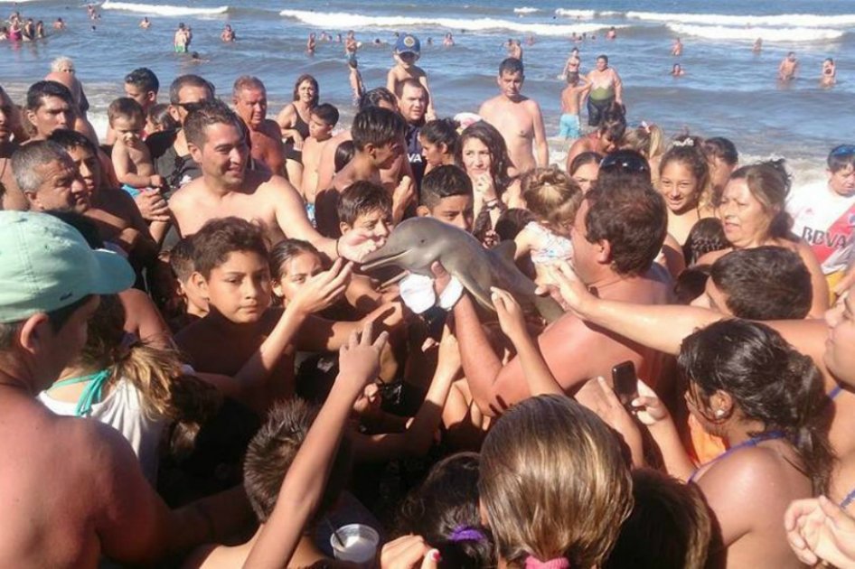 El delfín que murió por deshidratación, mientras varias personas lo fotografían. / Video Youtube