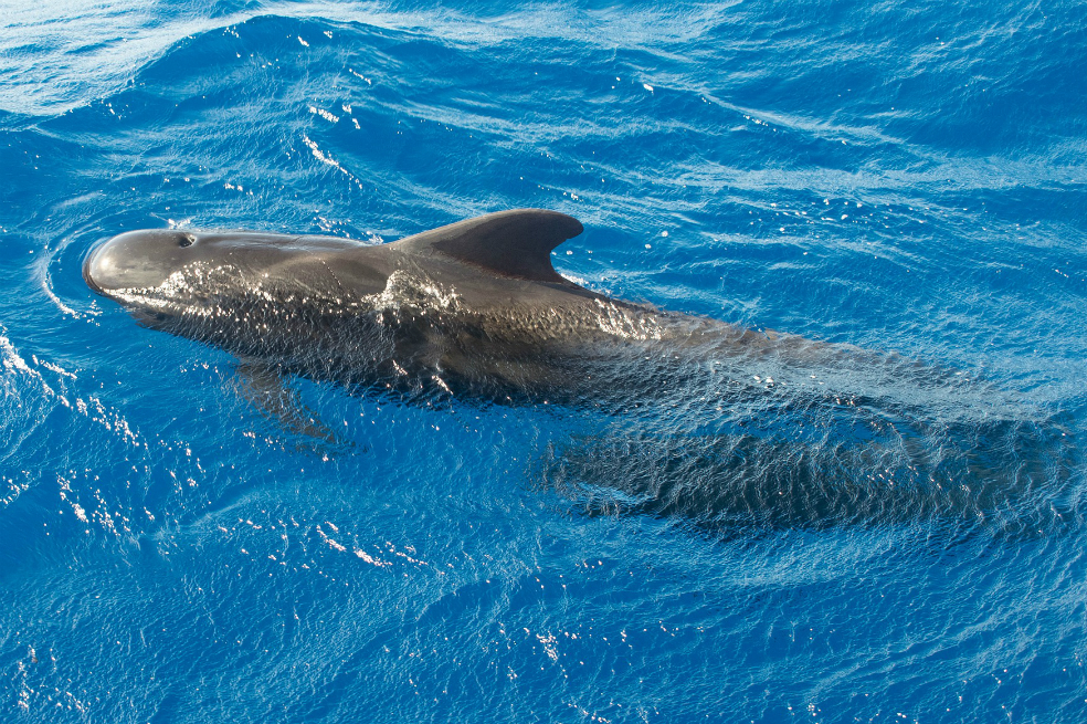 La mitad de las ballenas piloto estaban muertas cuando llegaron los socorristas y el resto fue sacrificado por la dificultad para acceder al lugar. / Pixabay