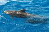 Mueren 145 ballenas luego de quedar varadas en Nueva Zelanda