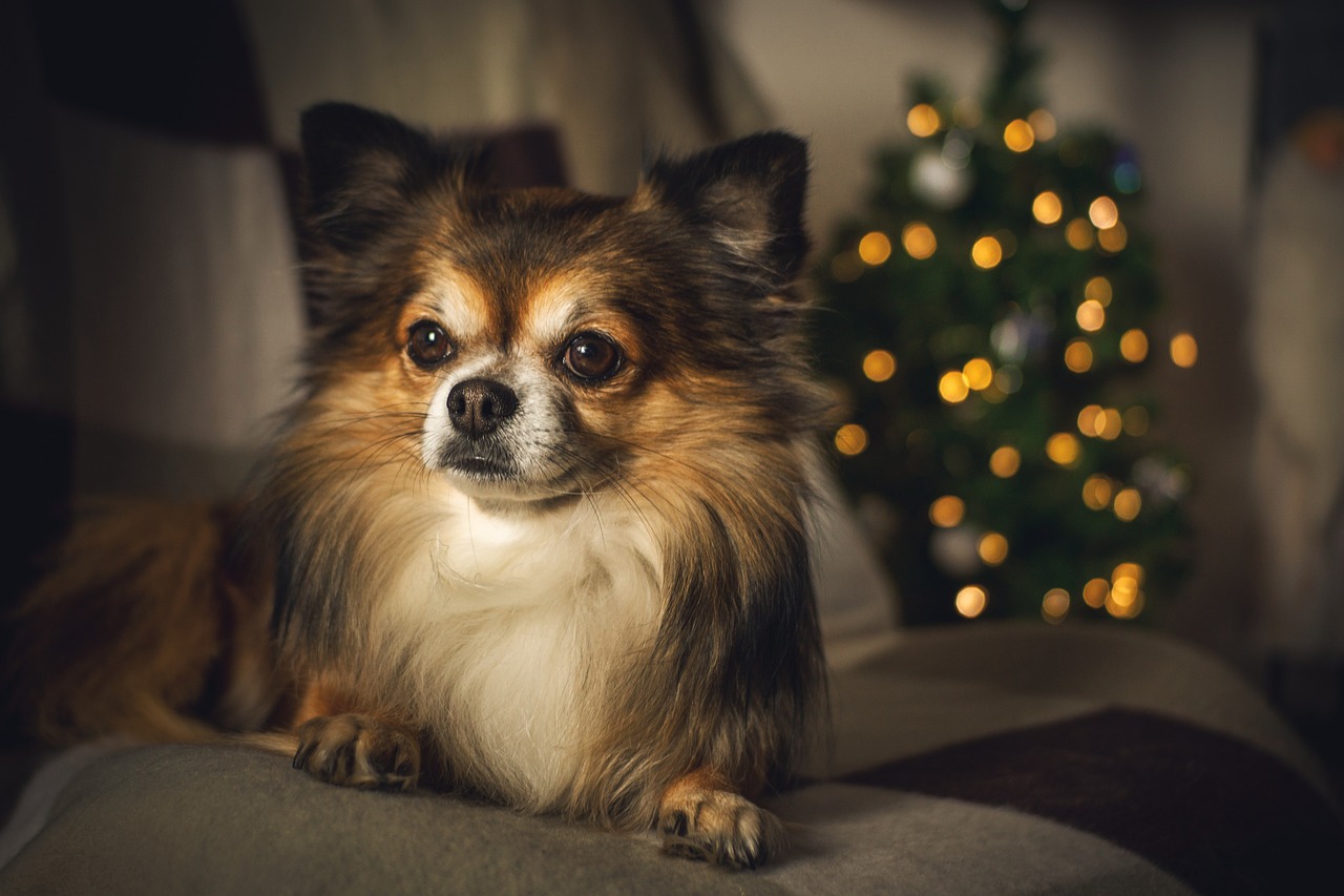 Así puede proteger a su perro o gato de la pólvora.