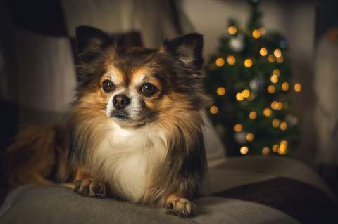 Los perros cambiaron el color de sus ojos para tener una mirada más amigable