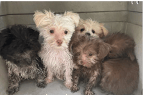 Rescate en las playas de Florida: seis cachorros iban a ser vendidos ilegalmente