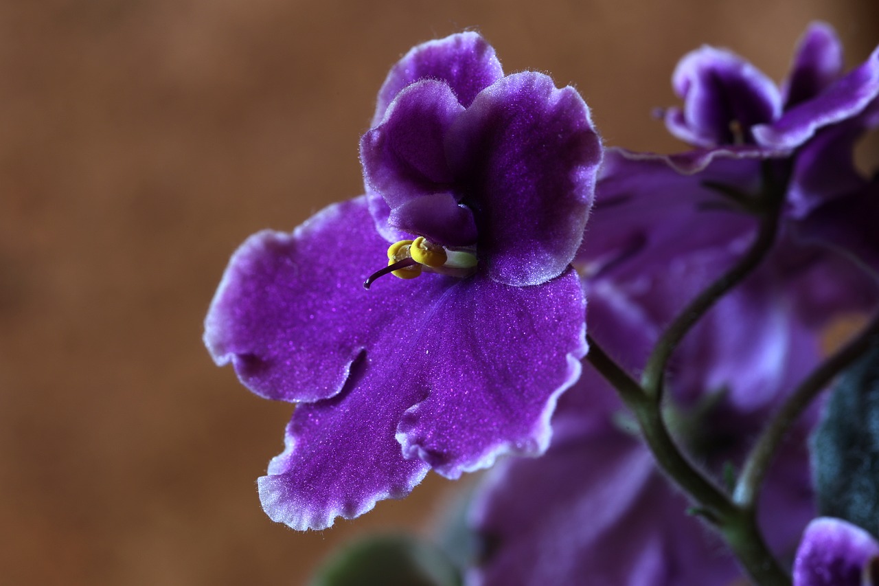 Violeta africana