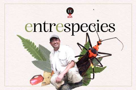 El biólogo que estudia a nuestros bichos antes de que se acaben  | Entrespecies
