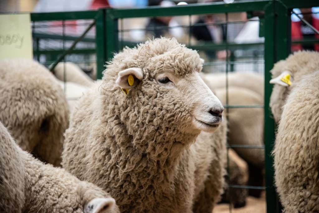 En toda la feria hay 50.000 metros cuadrados de muestra animal y las empresas que ofrecen proveeduría.