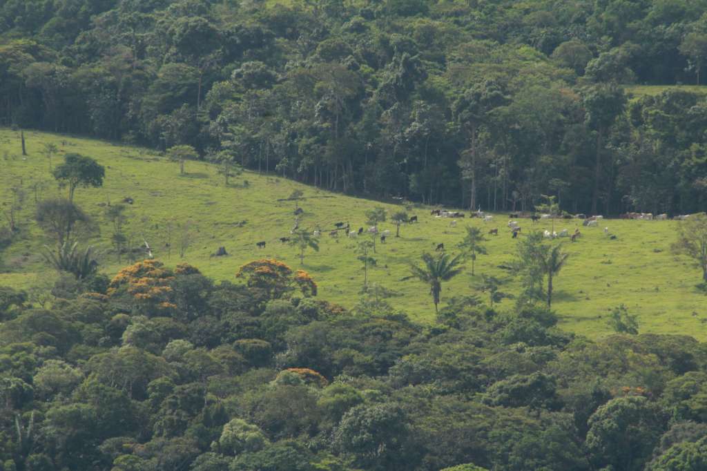 Desde que se entra al PNN Sierra de la Macarena se puede observar el ganado.