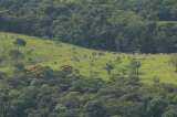 Aprueban ley de trazabilidad para ganadería libre de deforestación