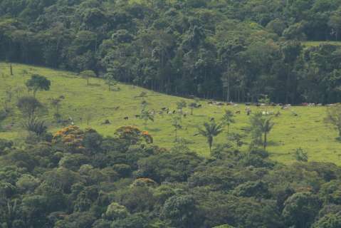 Aprueban ley de trazabilidad para ganadería libre de deforestación
