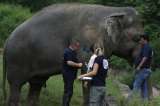 Al elefante “más solitario del mundo” le permitirán salir del zoológico para volver a casa