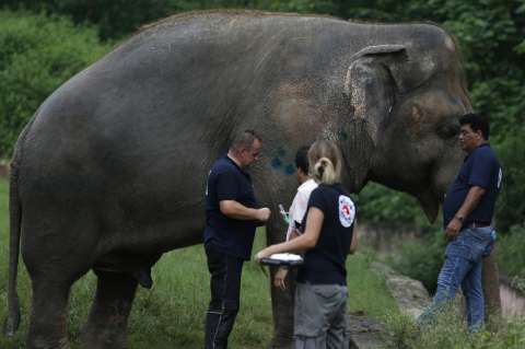 Los casos exitosos de conservación de animales en zoológicos colombianos
