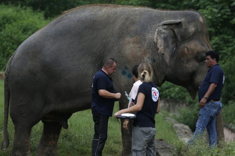 Los casos exitosos de conservación de animales en zoológicos colombianos