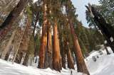El paseo por la montaña que terminó en el hallazgo del pino más alto de California