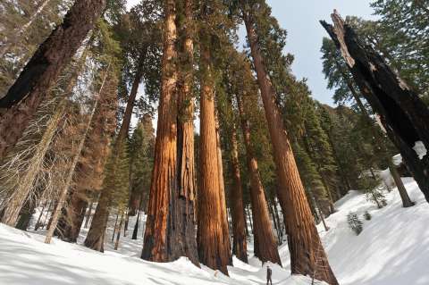 El paseo por la montaña que terminó en el hallazgo del pino más alto de California