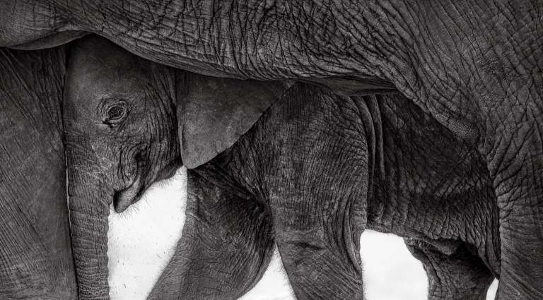 En el Parque Nacional de Amboseli, en Kenia, una cría de elefante se acurruca junto a su madre para protegerse del sol.