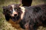 Rescate de perro evidencia situación de animales en desastre minero de Brasil