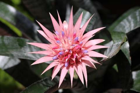 Prográmese con la exposición de bromelias en el Jardín Botánico