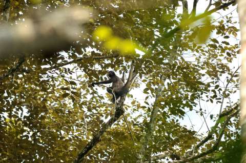 Encuentran hembras preñadas de mono araña en el Cerrejón, una especie en peligro
