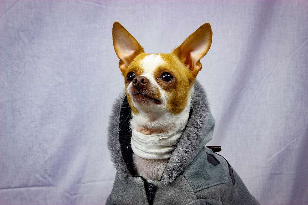 Cuidados que debes tener con tu perro anciano cuando hace frío