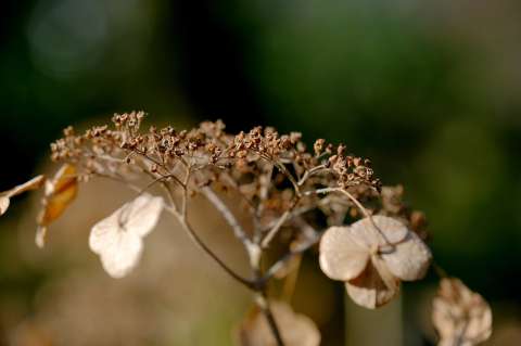 ¿Qué está haciendo mal? Los errores más comunes en el cuidado de las plantas