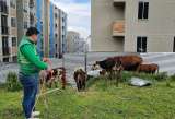 Rescatan a cuatro bovinos que se encontraban en pésimas condiciones en Bogotá