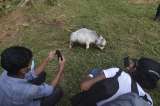 En fotos: esta sería la vaca más pequeña del mundo