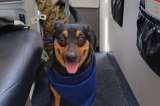 Fénix, la perrita rescatada de escombros en Venezuela que se une al ejército de El Salvador