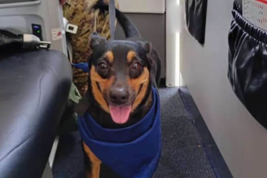 Fénix, la perrita sobreviviente que se vuelve rescatista militar.