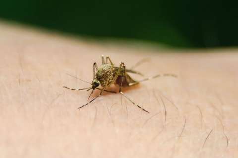 Muertes por fiebre amarilla en Brasil se duplicaron en una semana