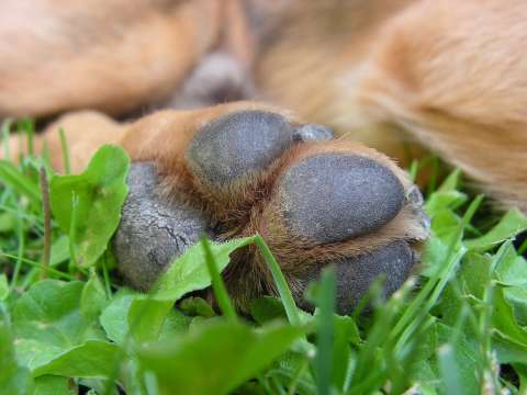 Más de 20 perros y gatos fueron envenenados en Manaure, Cesar
